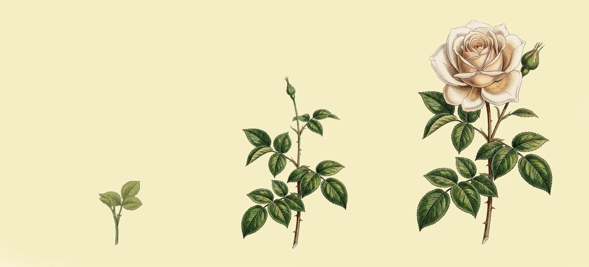 Wide Environment Plate — Bloom It
